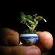 Water jasmine bonsai in Malaysia.